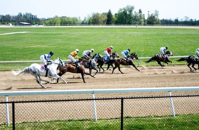 Horses on field