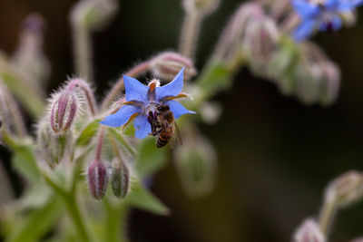 flowering plant