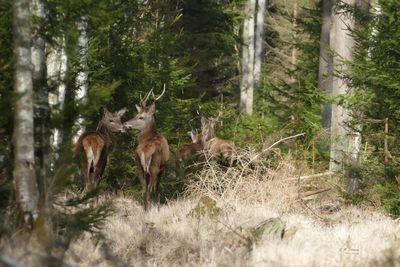 Deer in forest