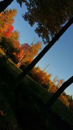 Low angle view of trees