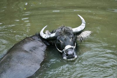 Portrait of water buffalo in pond