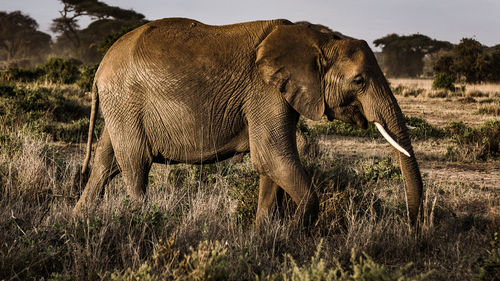 Side view of elephant on field