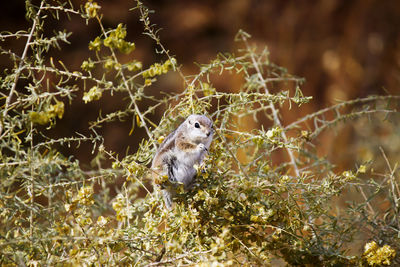 Close-up of bird on plants