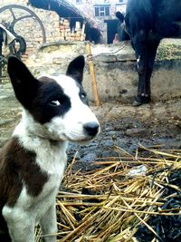 Close-up of dog