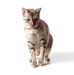 Portrait of a cat against white background