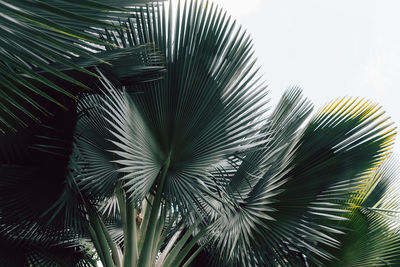 Low angle view of palm tree against sky