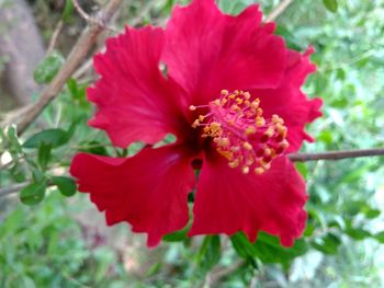 Close-up of red hibiscus flower