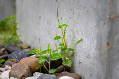 Close-up of plant against wall