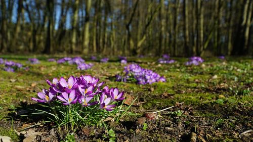 Close-up of purple crocus flowers on field