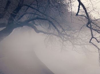 Bare trees on snow covered landscape