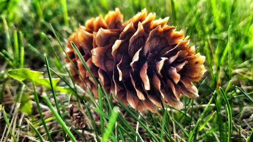 Close-up of mushrooms growing on field