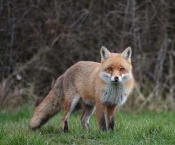 Fox on field