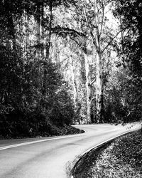 Empty road along trees