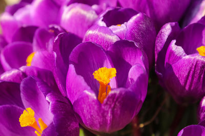 Close-up of purple crocus flowers