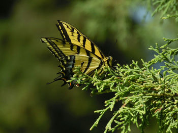 Close-up of butterfly on plant