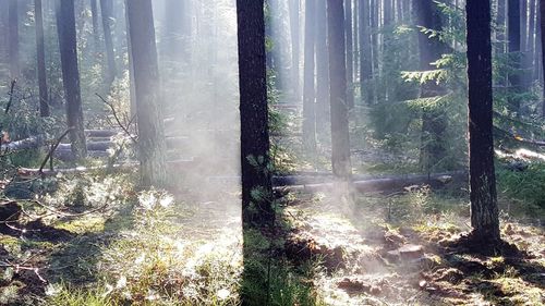 Sun shining through trees in forest