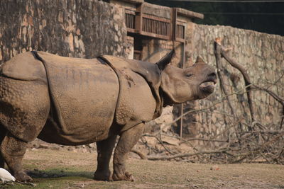 Side view of giraffe in zoo