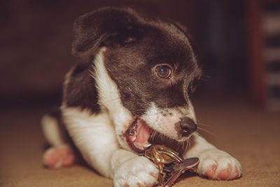 Close-up of a dog looking away