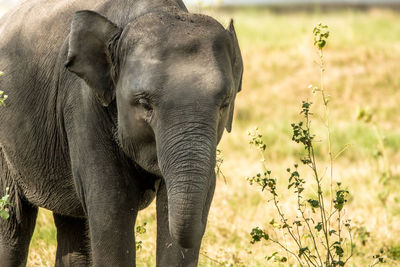 Elephant walking on field