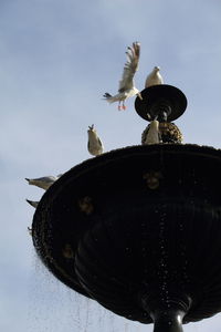 Low angle view of seagull perching on pole against sky