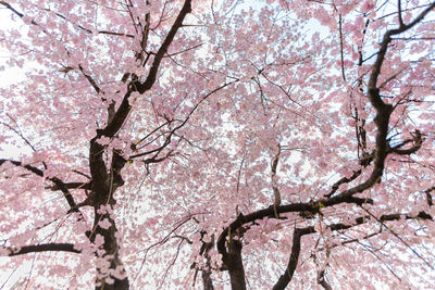 Full frame shot of pink flowering trees