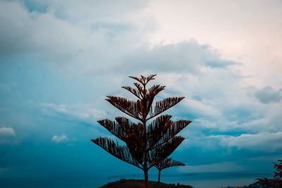 Low angle view of tree against sky
