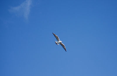 Low angle view of eagle flying against clear blue sky