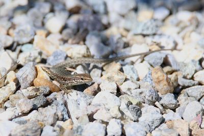 View of lizard on rock