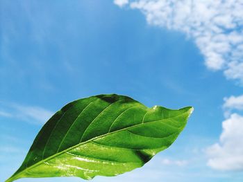 Low angle view of green leaves against sky