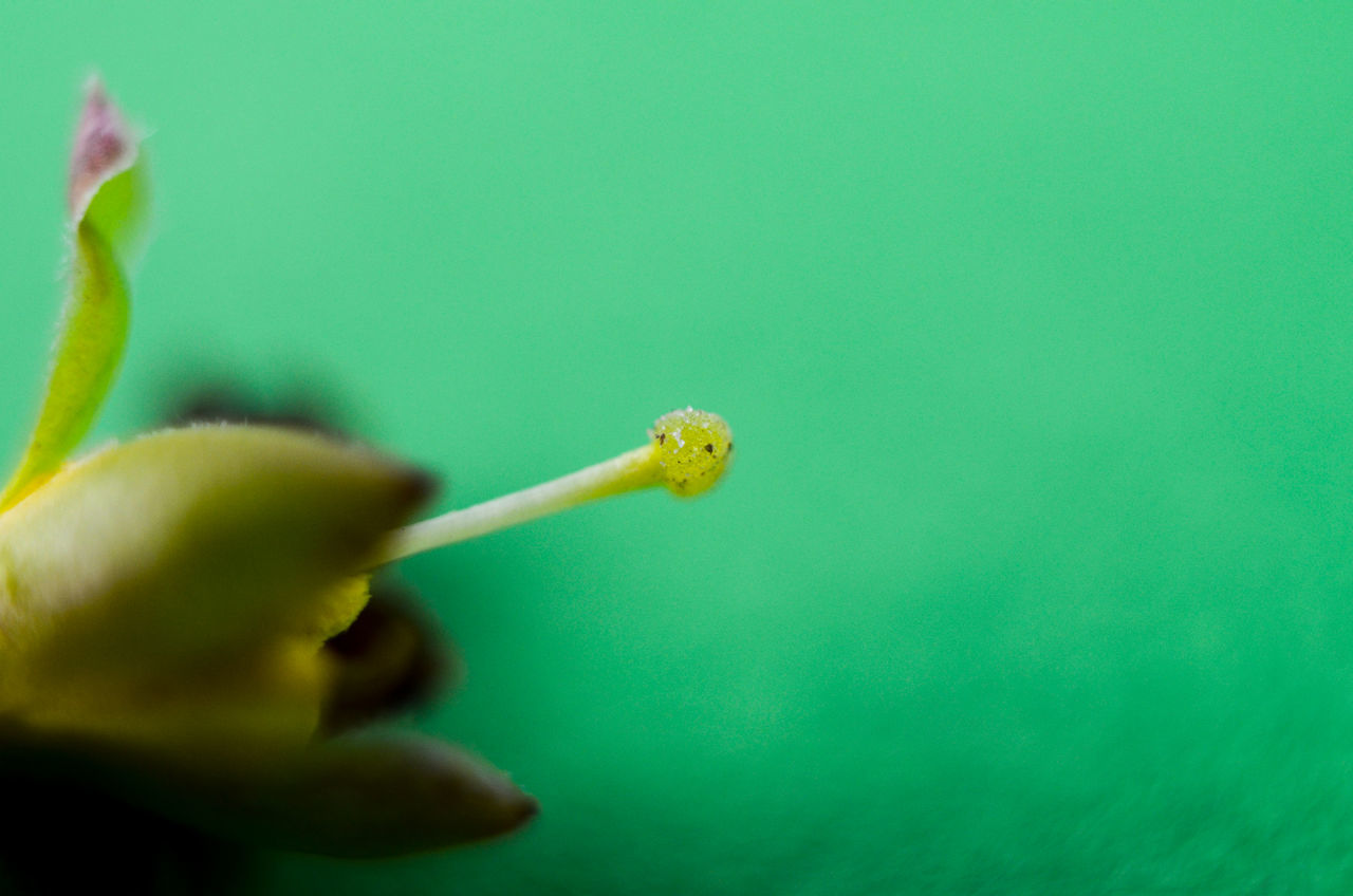 CLOSE-UP OF HAND HOLDING LIZARD ON GREEN LEAF