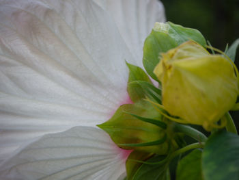 Close-up of green plant