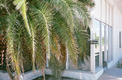 Close-up of plant against window