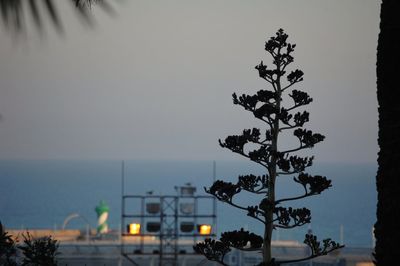 Tree by sea against sky at night