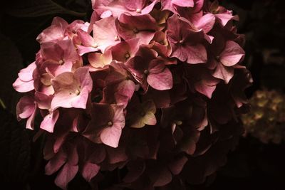 High angle view of pink hydrangea flowers against black background