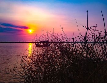 Silhouette plants against sea during sunset