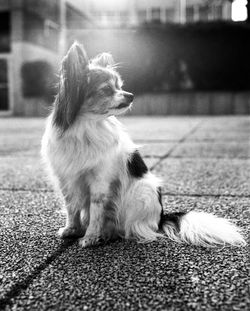Dog looking away while sitting on street