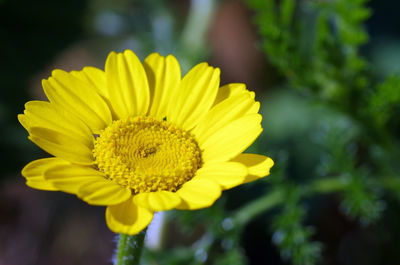 Close-up of yellow flower