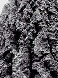 Full frame shot of tree trunk