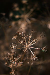 Close-up of dried plant on field