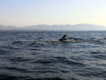 View of ducks swimming in sea