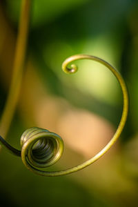 Close-up of dew drops on spiral plant