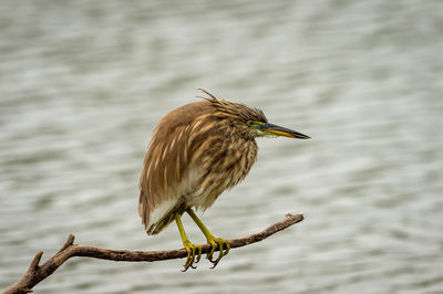 Close-up of bird perching on branch