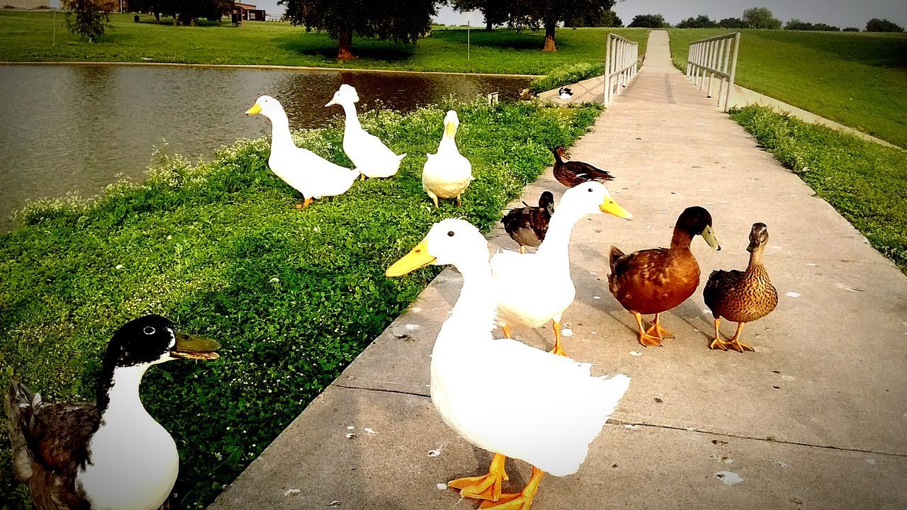 bird, animal themes, animals in the wild, duck, wildlife, grass, high angle view, medium group of animals, mallard duck, nature, swan, togetherness, lake, three animals, goose, outdoors, field, two animals, flock of birds