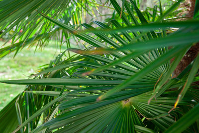 Close-up of palm tree leaves