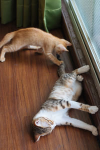 High angle view of cat sleeping on floor