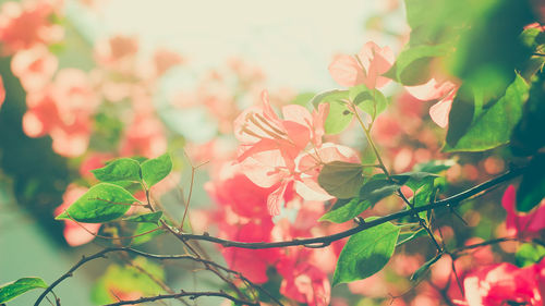 Close up of red flower