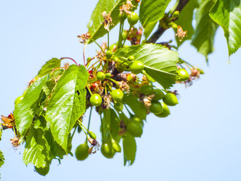 Low angle view of fruits on tree against sky