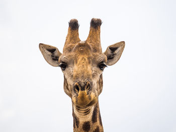 Close-up portrait of giraffe against white background