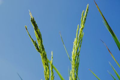 Low angle view of plant against clear blue sky