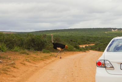 View of a horse on road